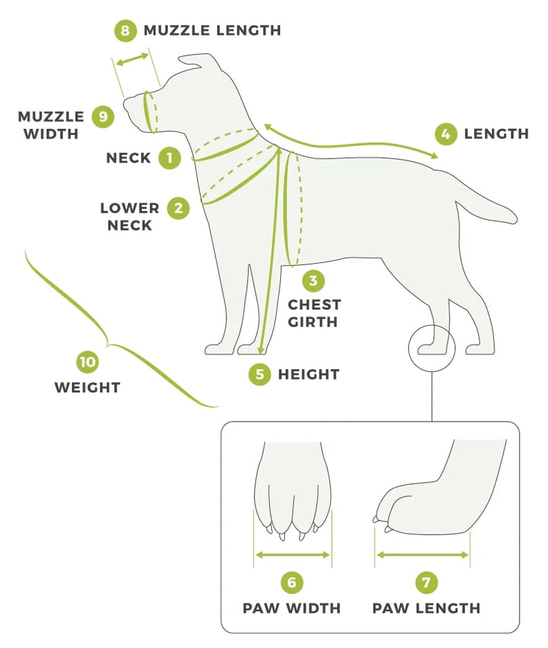 How to measure a dog for a jacket sale